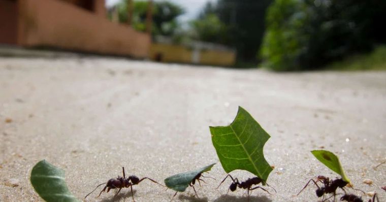 comment se debarrasser des fourmis naturellement