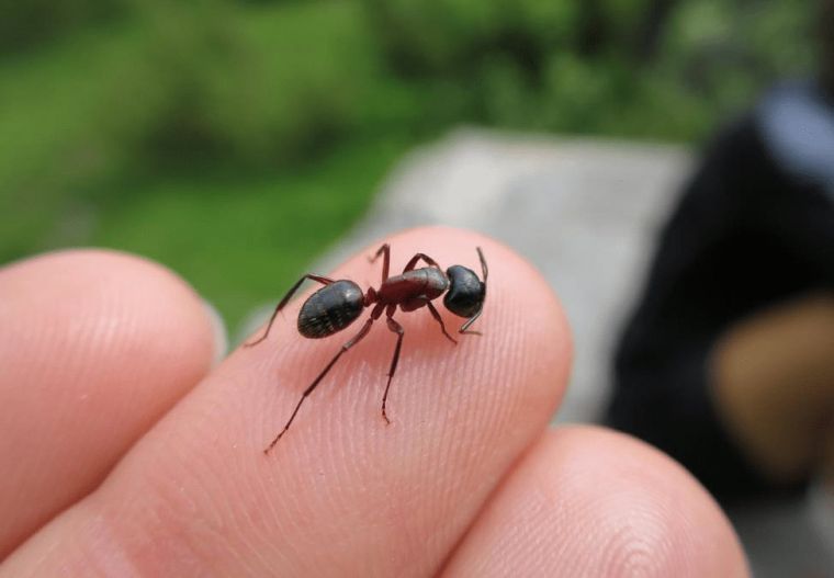 comment se debarrasser des fourmis recette sans produits toxiques