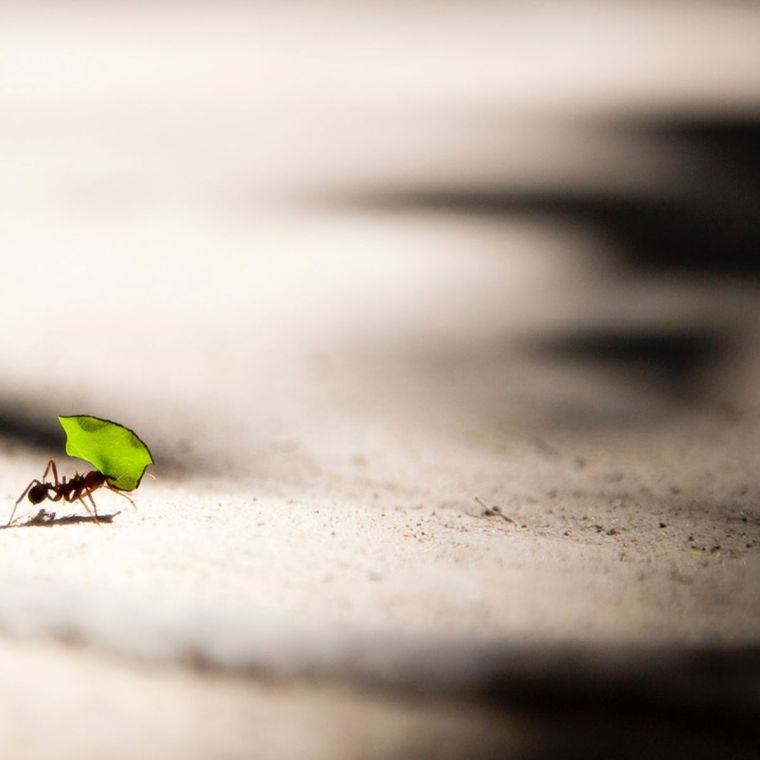 comment se debarrasser des fourmis sans produits toxiques