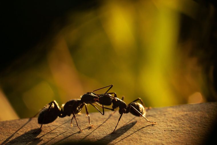 comment se debarrasser des fourmis