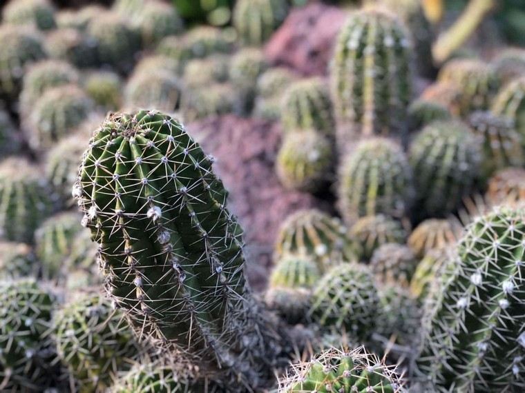 considérations comment arroser un cactus