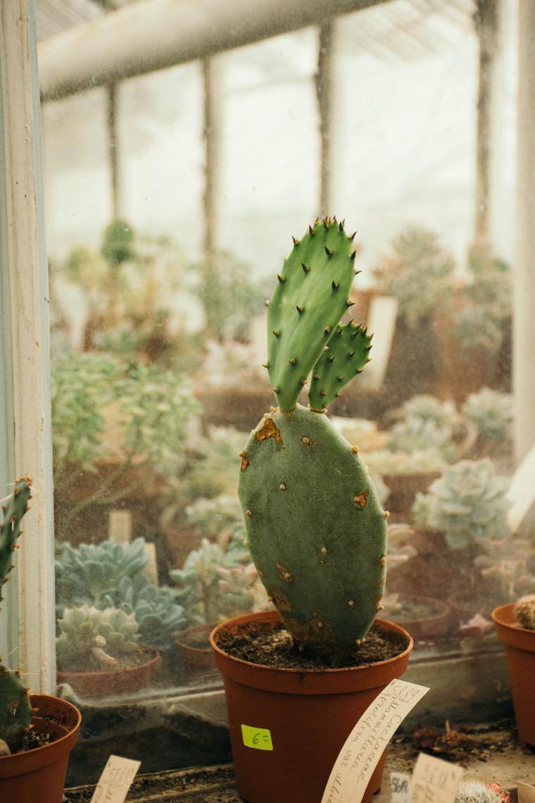 déco cactus vert plante