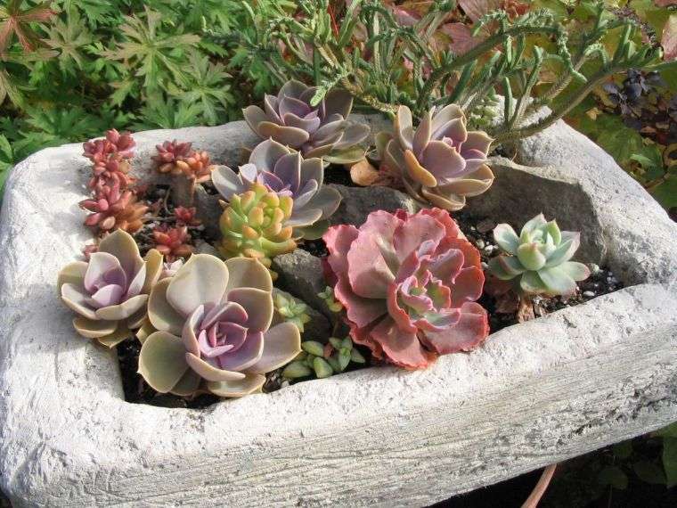 exemple arrangement floral plantes succulentes