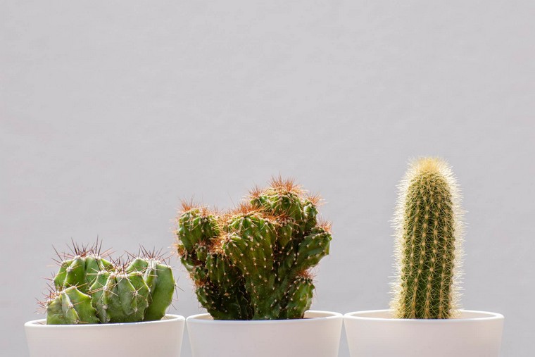 guide ultime comment arroser un cactus