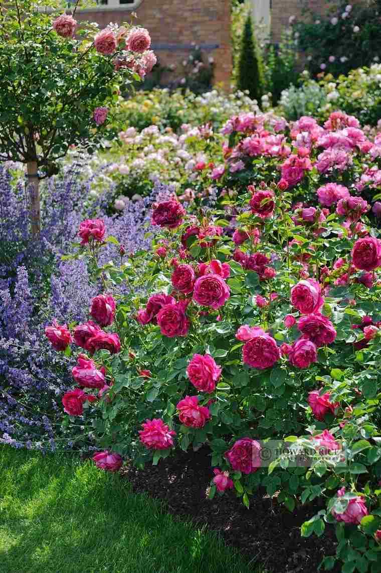 jardin romantique roses lavande