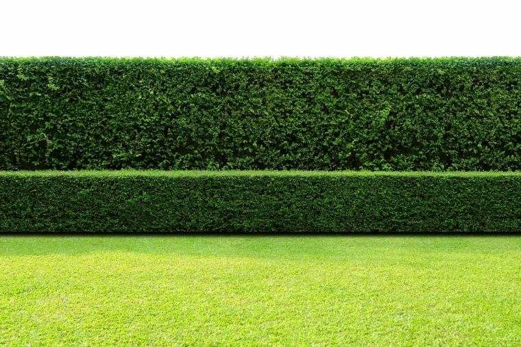 mur vert brise vue naturel