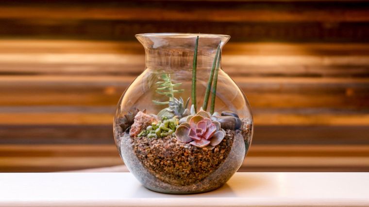 petit arrangement plantes succulentes verre