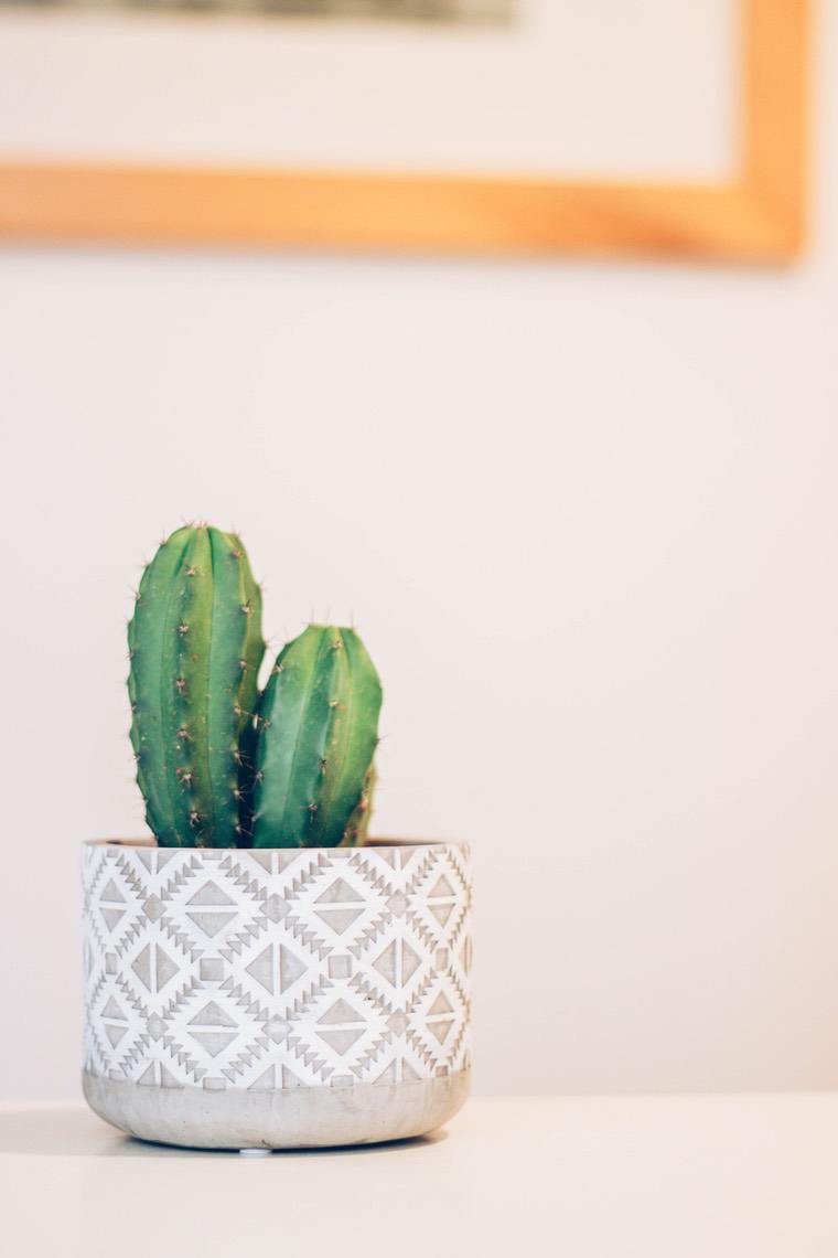 petit cactus en pot