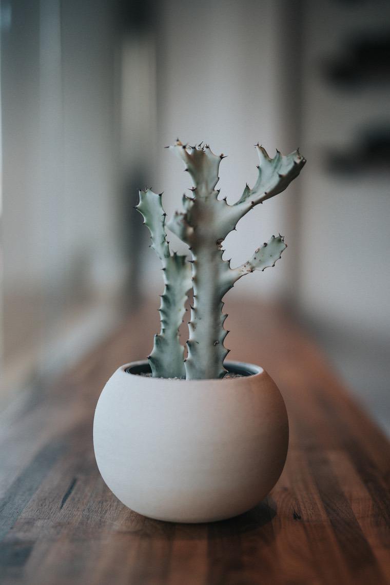 petit cactus entretien