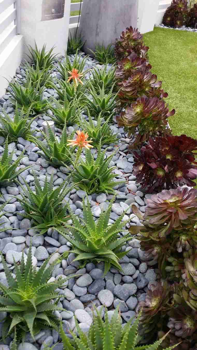 plantes jardin rocaille