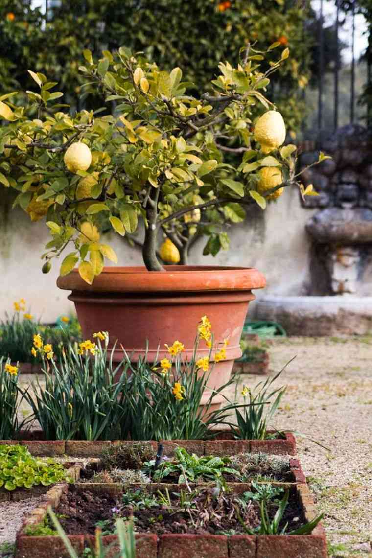 rempotage du citronnier en pot