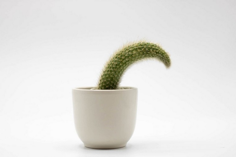 sous-arrosage sur-arrosage cactus