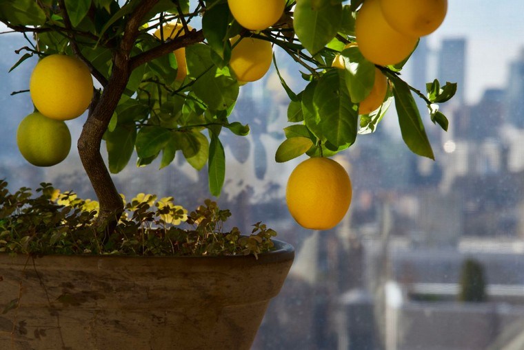 terrasse citronnier entretien fraîcheur
