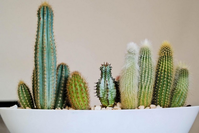 type eau arrosage cactus