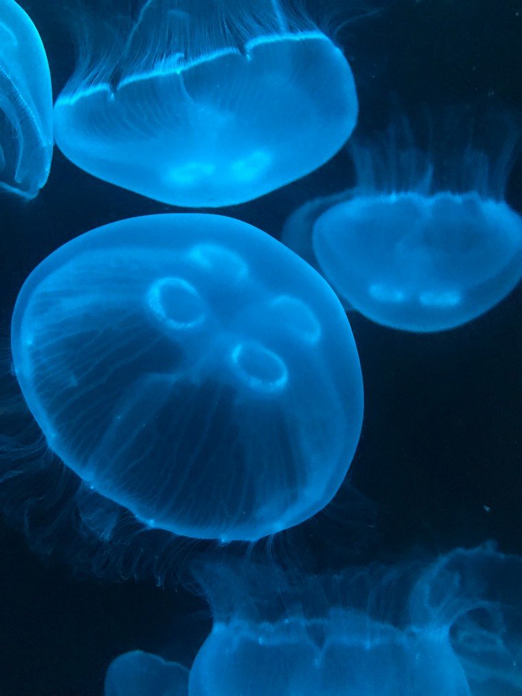 moon jellyfish tout savoir sur les meduses
