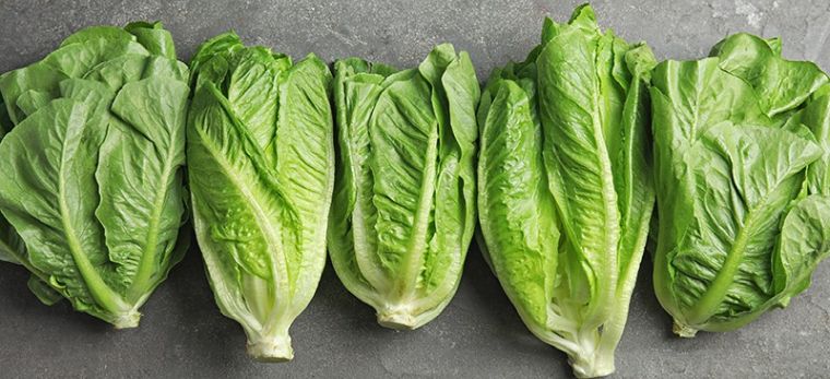 comment conserver la salade fraiche au frigo