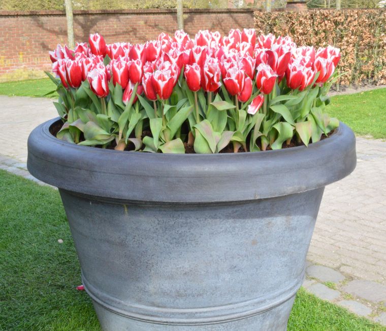 comment cultiver tulipes en pots