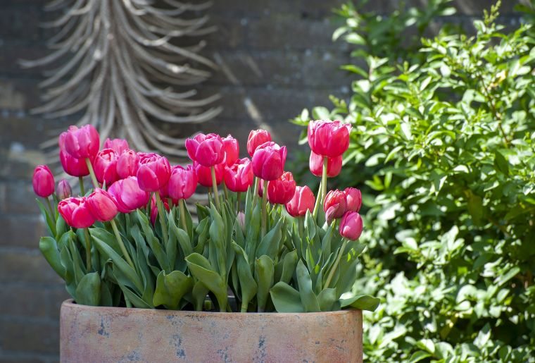 faire pousser tulipes pot de fleur