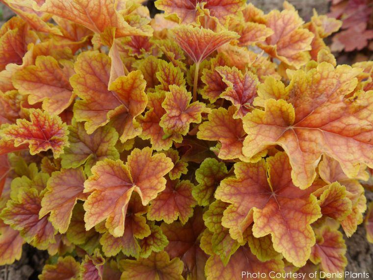 fleur d'automne pour jardinière cloche corail