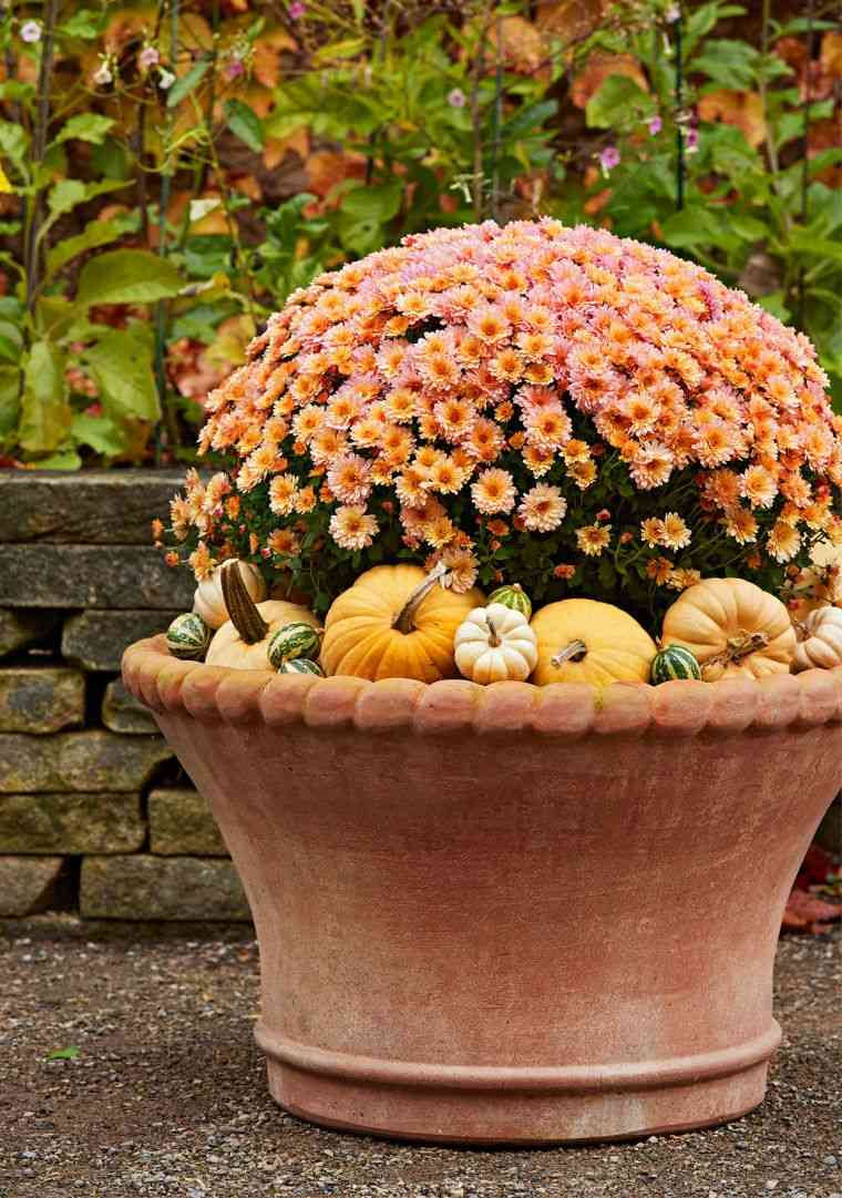 fleur d'automne pour jardinière idee que planter semptembre balcon