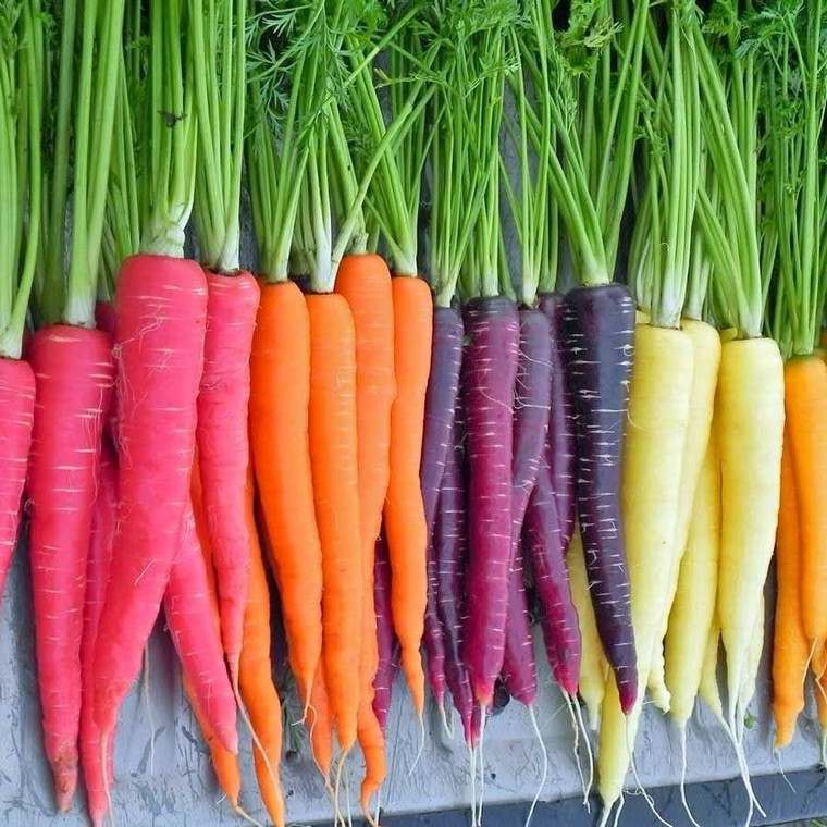 carottes conservation légumes variétés