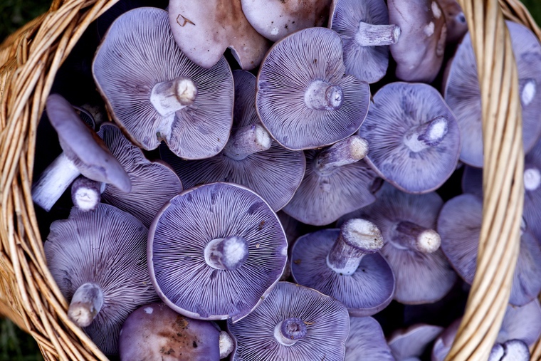 Lepista Nuda - pied-bleu champignon comestible