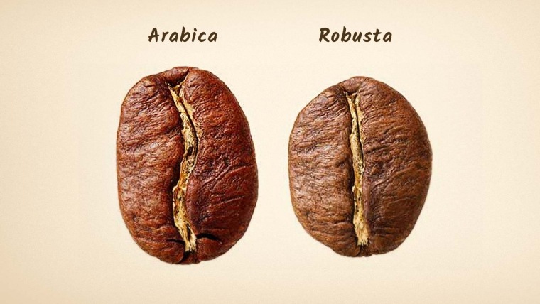 difference sortes arabica robusta