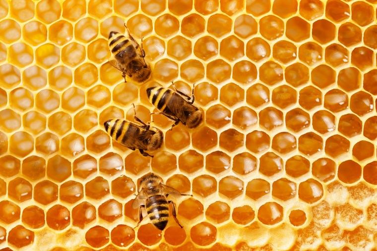miel abeilles non perissable enzymes