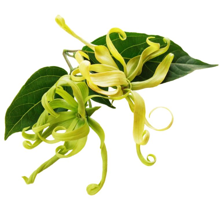huiles essentielles pour stress et anxiété : ylang ylang