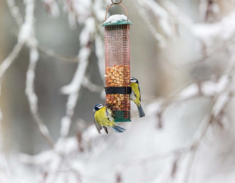 nourrir les oiseaux en hiver