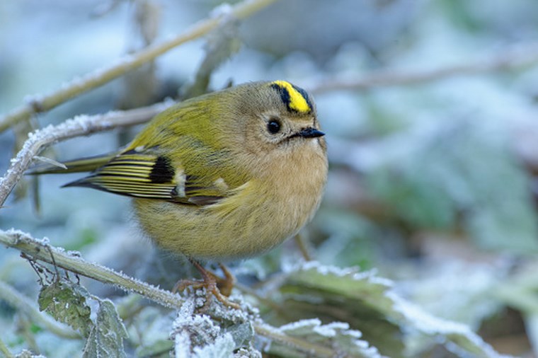 saison hivernale dangereuse pour les oiseaux
