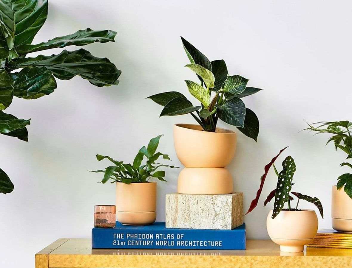 comment décorer avec plantes d'intérieur