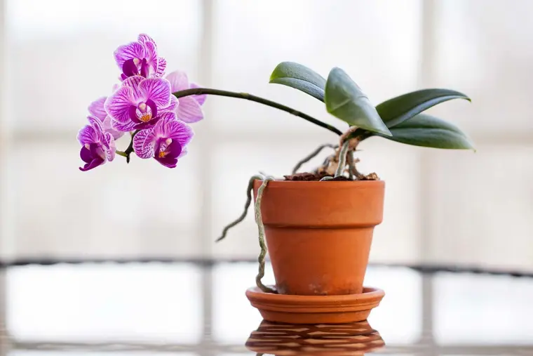 comment faire fleurir une orchidée à la maison
