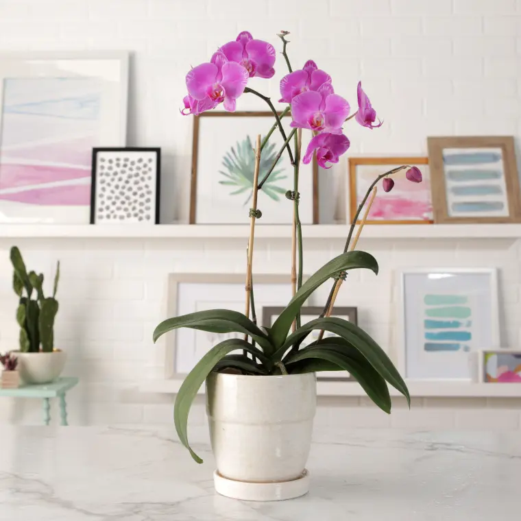 comment faire fleurir une orchidée facilement