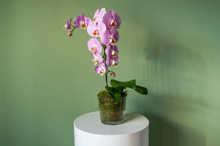 quelle température pour faire fleurir une orchidée 