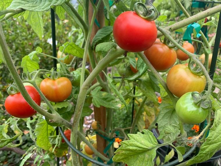 comment semer des tomates