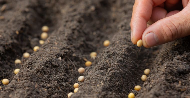 péremption des graines à semer