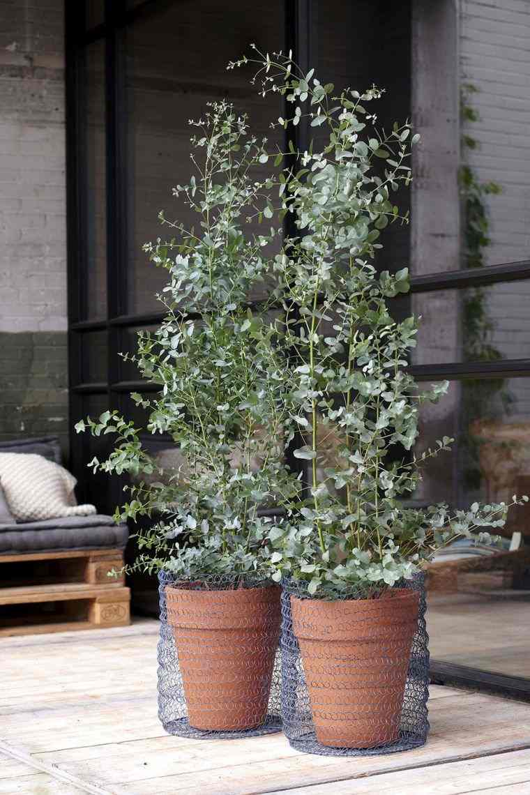 La plante eucalyptus : Découvrez le guide complet et astuces utiles comment cultiver et bien prendre soin de l’eucalyptus à l’extérieur et en pot