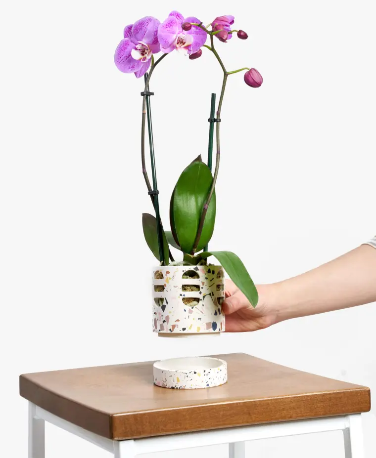 quand fleurissent les orchidées 