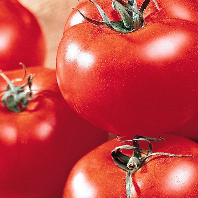 tomates du jardin quand faire les semis de tomates