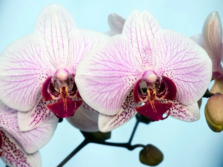 belle fleur orchidée garder