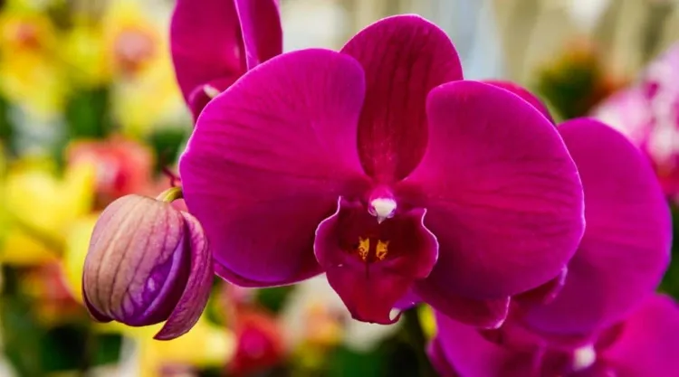 comment garder une orchidée étapes