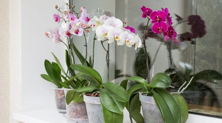comment garder une orchidée tout savoir