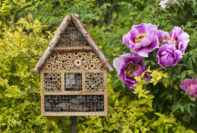 comment créer un mangeoir insectes et oiseaux dans le jardin