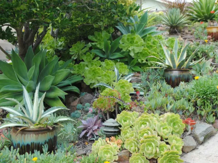 créer un mini jardin de plantes grasses beau succulent