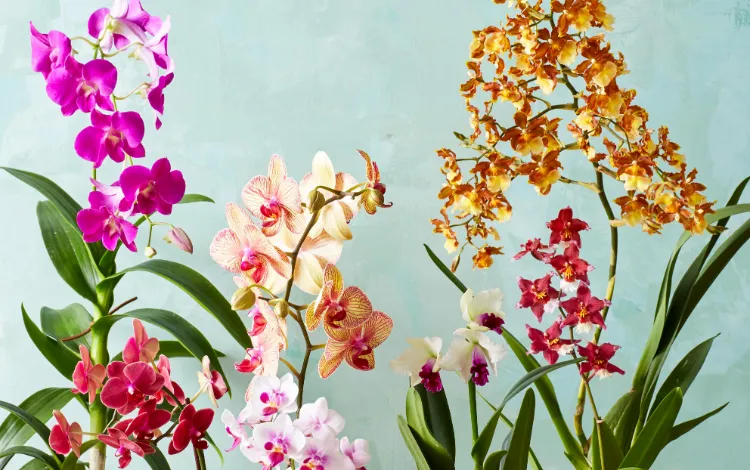 image orchidées couleurs différentes