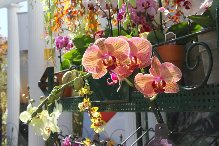 jardin pots orchidées magnifiques