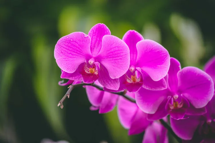 orchidées comment les garder en vie