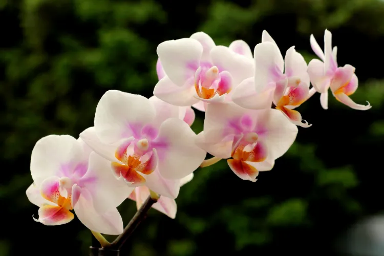 orchidées savoir comment les garder en vie