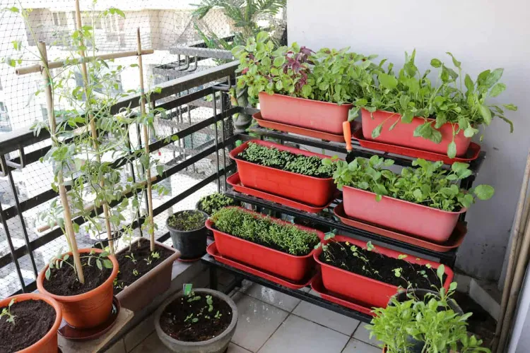 planter légumes épices sur balcon